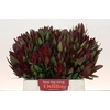 Leucadendron Saf Sunset Dark R.