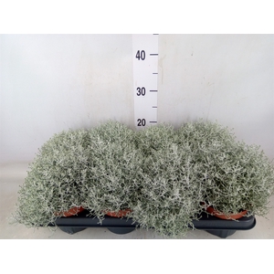 Leucophyta brownii 'Whimsy Silv'