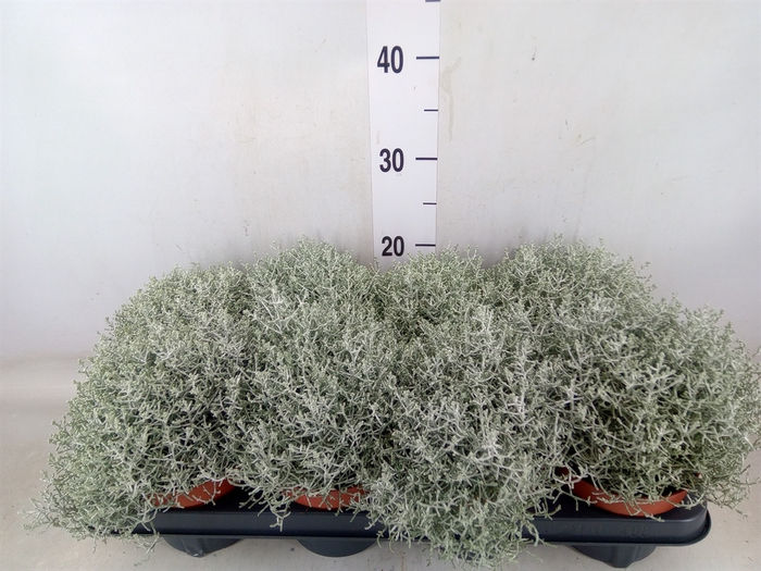 <h4>Leucophyta brownii 'Whimsy Silv'</h4>