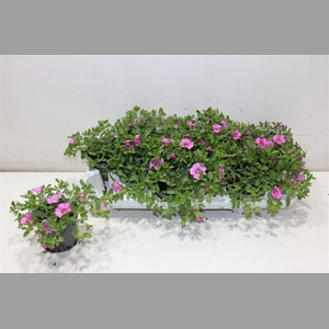 Calib Ca Light Pink