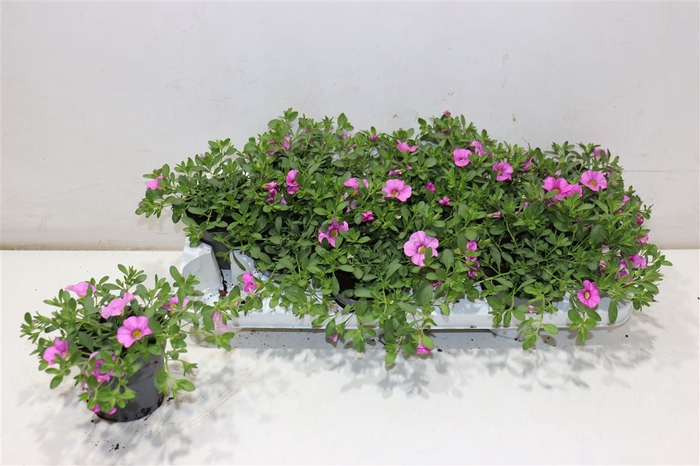 <h4>Calib Ca Light Pink</h4>