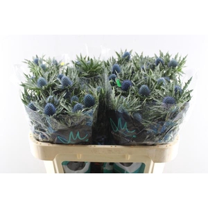 Eryng Aquarius Qstar