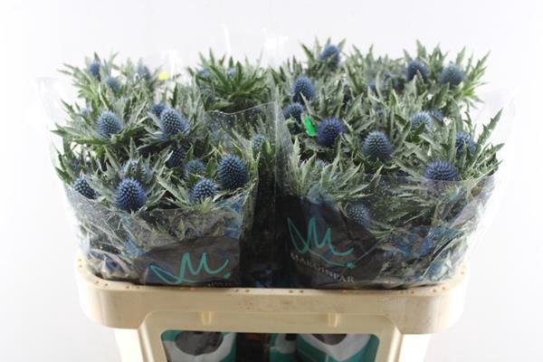 <h4>Eryng Aquarius Qstar</h4>