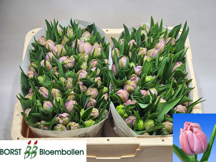 <h4>TU DU KATINKA</h4>