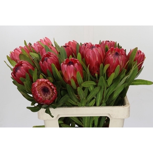 Protea Red Ice