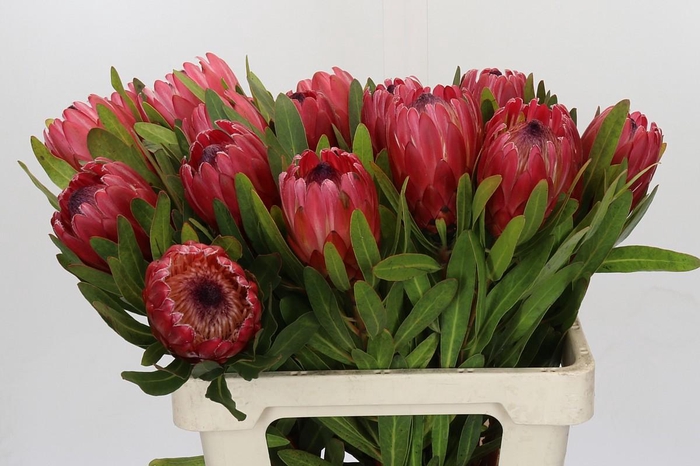 <h4>Protea Red Ice</h4>