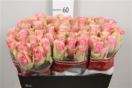 <h4>R Gr Belle Rose</h4>