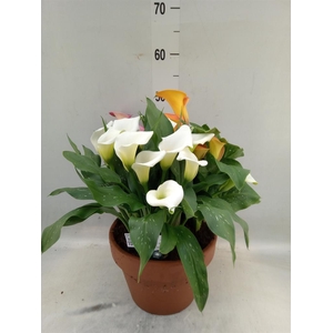 Zantedeschia   ...