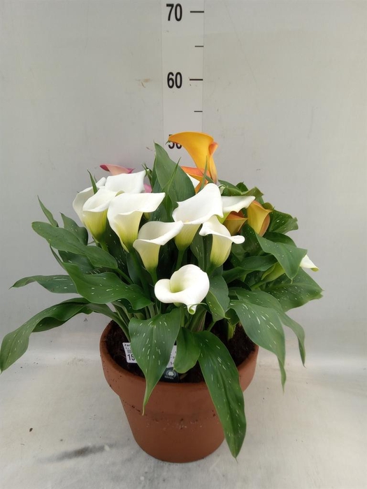 <h4>Zantedeschia   ...</h4>