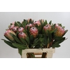 Protea Susara