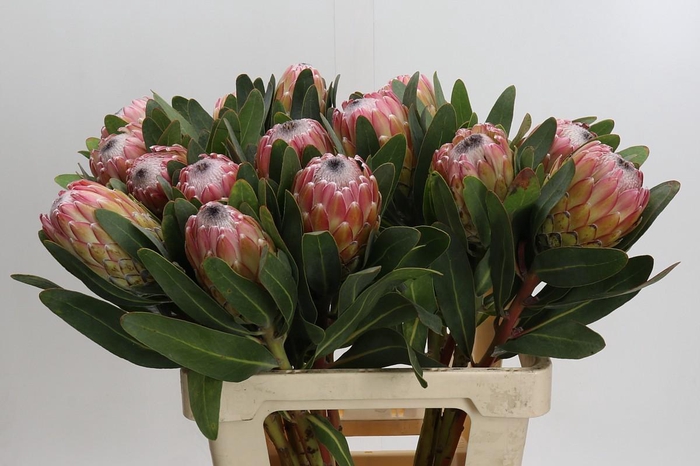 <h4>Protea Susara</h4>