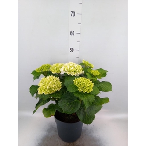 Hydrangea mac. 'Hi Fire'