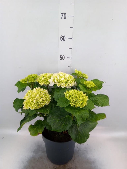 <h4>Hydrangea mac. 'Hi Fire'</h4>