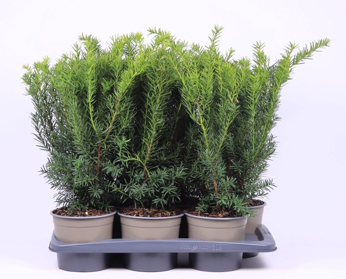 <h4>Taxus media 'Densiformis'</h4>