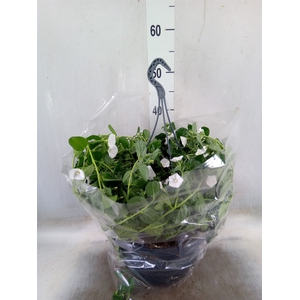 Hanging baskets