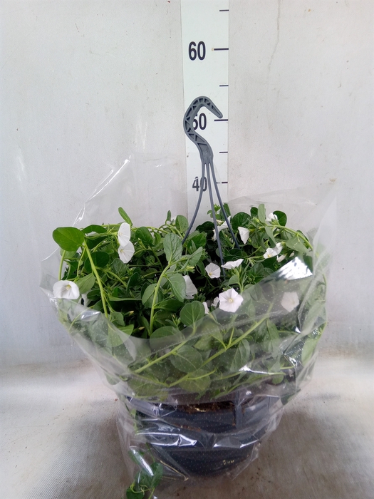 <h4>Hanging baskets</h4>