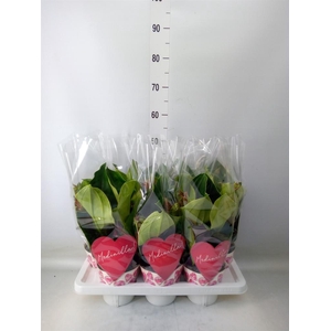 Medinilla magn. 'Dolce Rossa'