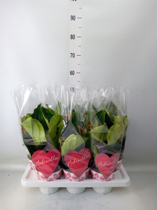 <h4>Medinilla magn. 'Dolce Rossa'</h4>