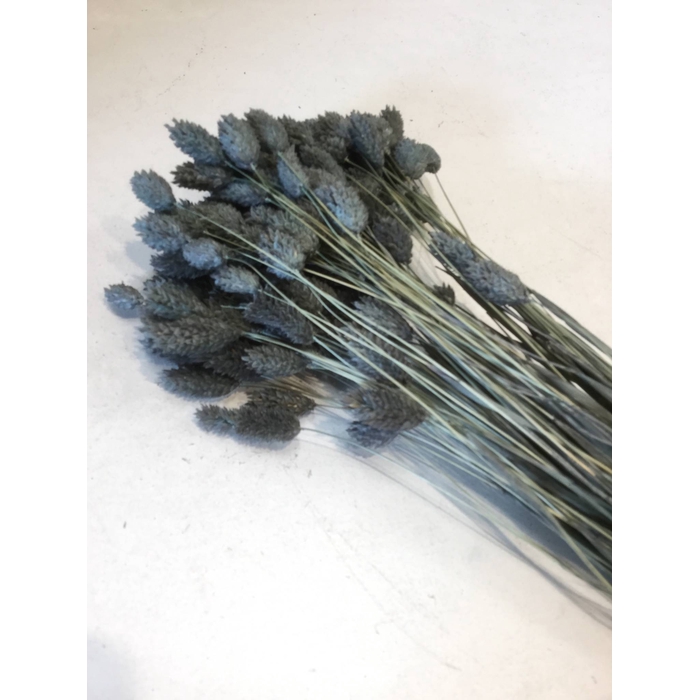 <h4>DRIED FLOWERS - PHALARIS GREY 80GR</h4>