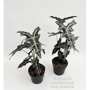 Alocasia