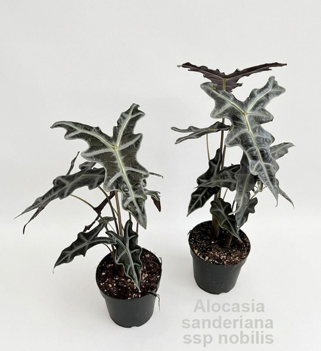 <h4>Alocasia</h4>