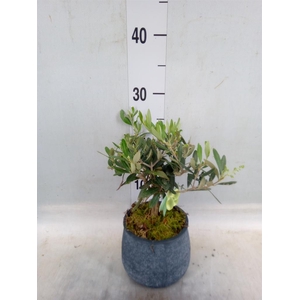 Arr.   Tuinplanten L%