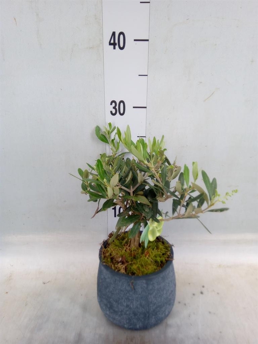 <h4>Arr.   Tuinplanten L%</h4>