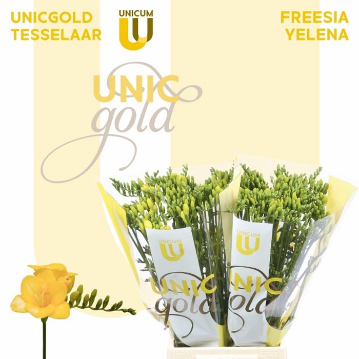 <h4>Freesia du Soleil</h4>