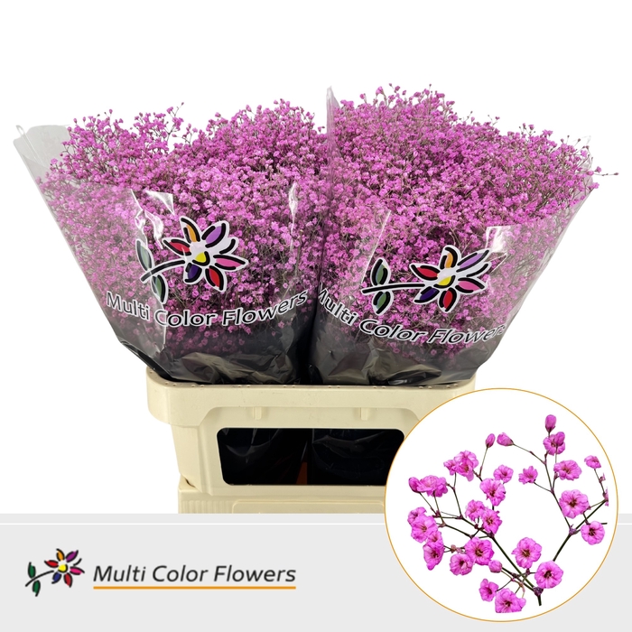 <h4>Gyps Fijn Rose Lady</h4>