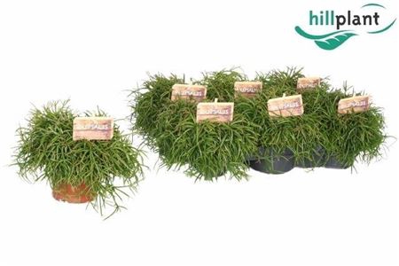 <h4>Rhipsalis Oasis</h4>