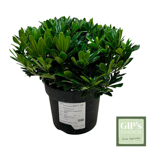 Pittosporum tobira 'Nanum' P24