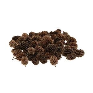 Casuarina Pods 40gr