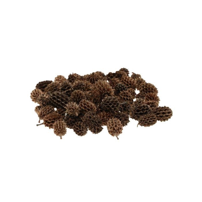 <h4>Casuarina Pods 40gr</h4>