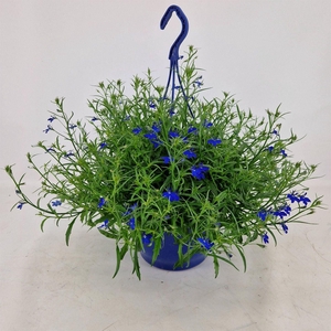 Lobelia erin. 'SweetSpring dk Blue'