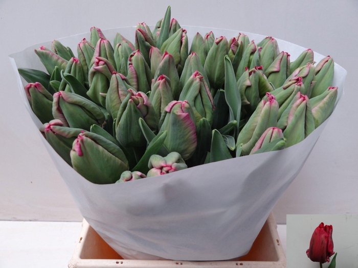 <h4>TU PA RED MADONNA</h4>