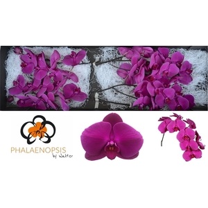 Phalaenopsis Purple Haze