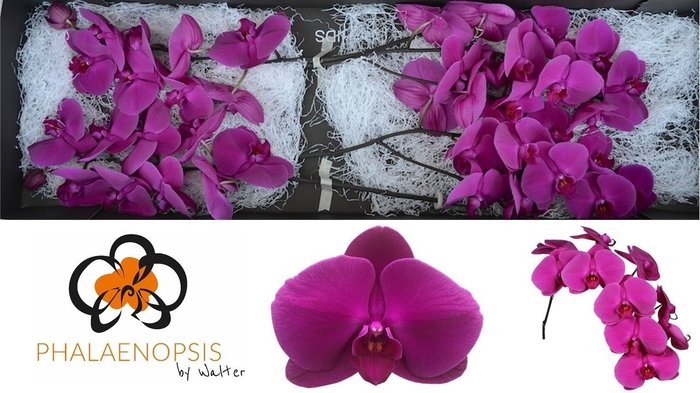 <h4>Phalaenopsis Purple Haze</h4>
