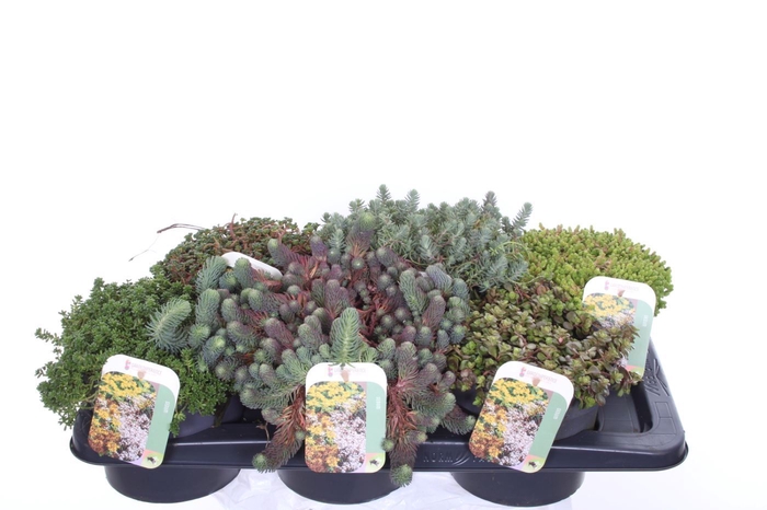 Sedum Gemengd