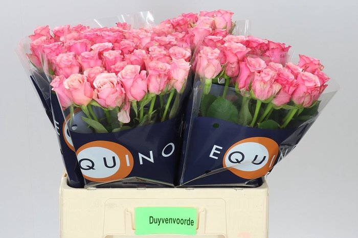 <h4>Rosa Gr Ramonda</h4>