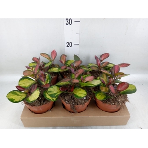 Hoya australis 'Lisa'