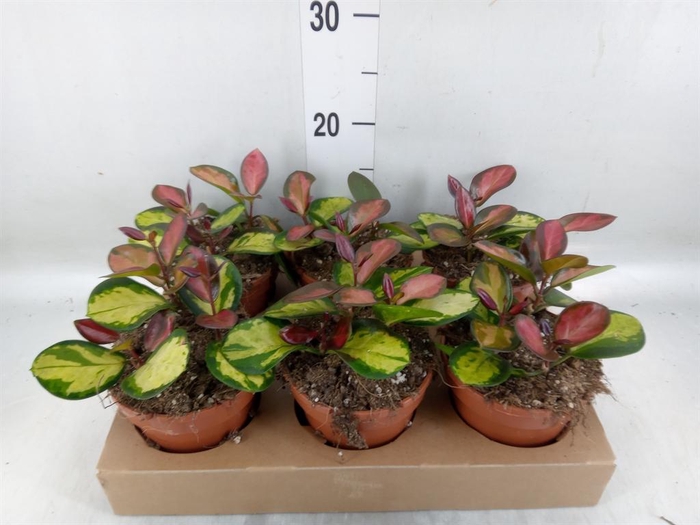 <h4>Hoya australis 'Lisa'</h4>