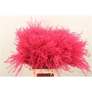 Dried Stipa Feather Cerise P Stem