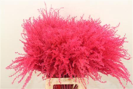 <h4>Dried Stipa Feather Cerise P Stem</h4>