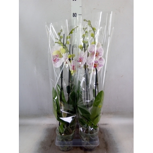 Phalaenopsis  'Bohemian Goya'