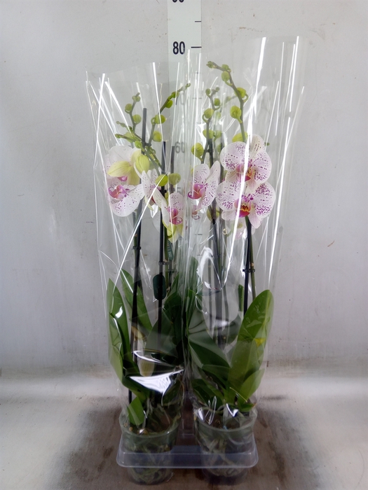 <h4>Phalaenopsis  'Bohemian Goya'</h4>