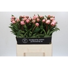 Paeonia Sarah Bernhardt