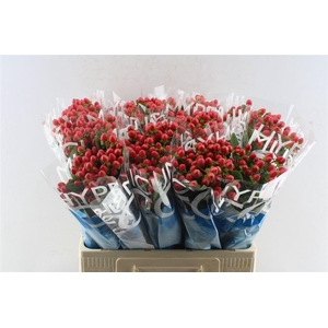 Hyp Coco Rio Red