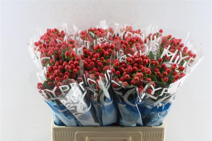 <h4>Hyp Coco Rio Red</h4>