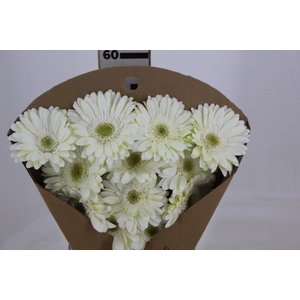 GERBERA SNOWBALL > 10 CM DIAM < 050 CM BRANCO