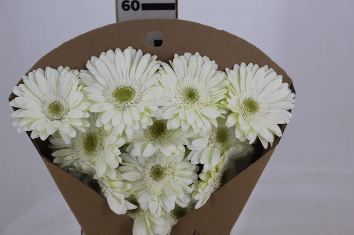 GERBERA SNOWBALL > 10 CM DIAM < 050 CM BRANCO